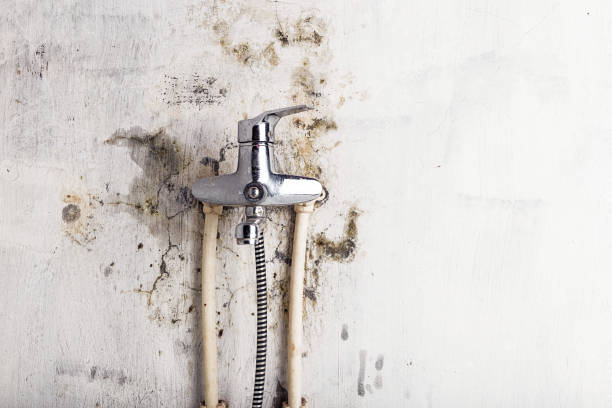 Elburn, IL Mold Removal Company