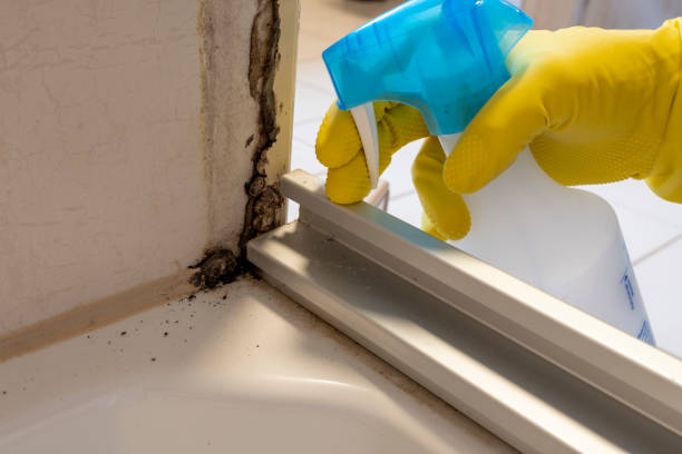 Best Best Mold Removal Companies  in Elburn, IL