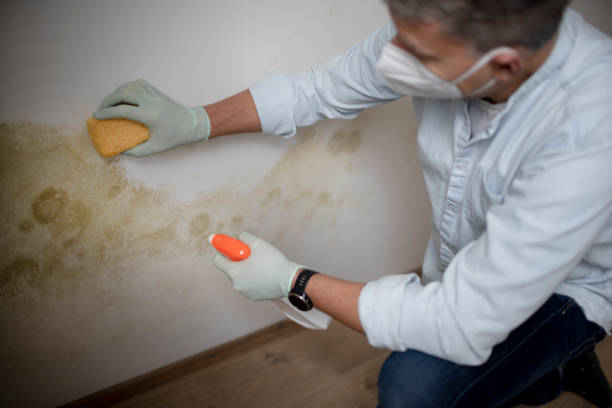 Best Professional Mold Removal  in Elburn, IL