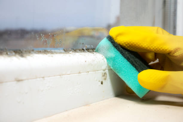 Crawl Space Mold Removal in Elburn, IL