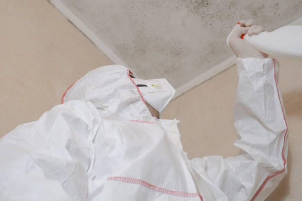 Best Attic Mold Removal  in Elburn, IL