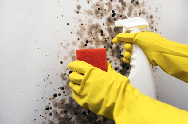 Best Local Mold Removal Service  in Elburn, IL