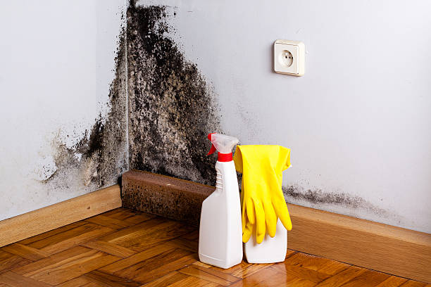 Best Fast Mold Removal  in Elburn, IL