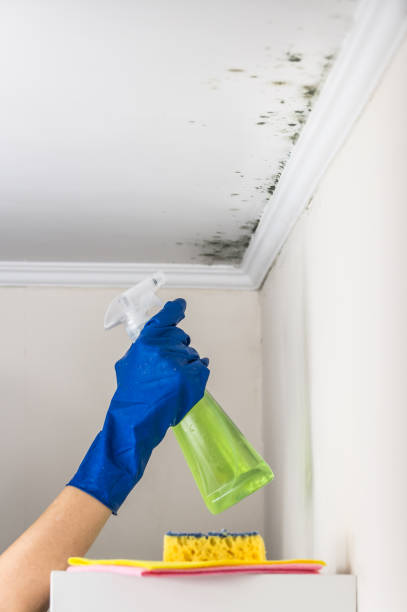 Best Black Mold Removal  in Elburn, IL